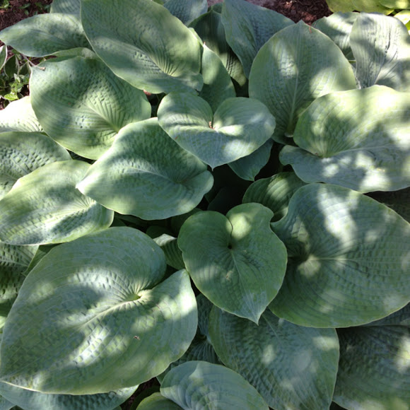 Spotting Image 1
