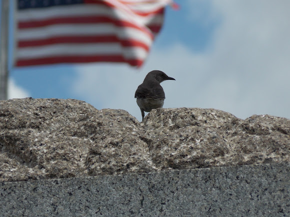 Spotting Image 1
