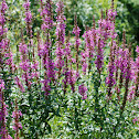 Purple Loosestrife