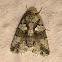Noctuid Moth