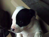 Mega Oferta De Pitbull No Te Arrepentiras