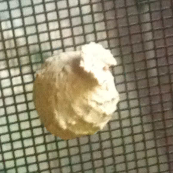 Spotting Image 1