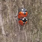 Ladybird / Ladybug Mating Season