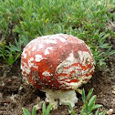 Fly Agaric (Fly Amanita)