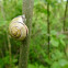 Grove Snail 