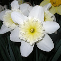 Daffodil