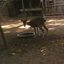 deer