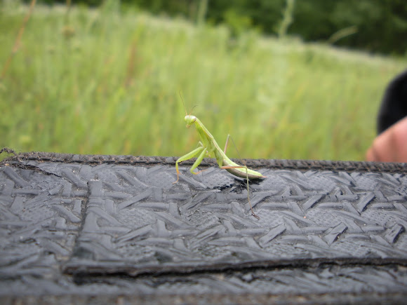 Spotting Image 1