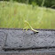 Praying Mantis/European mantis
