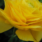 Ranunculus