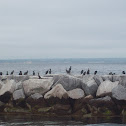 Double-crested Cormorant