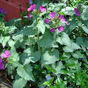 Money Plant, Honesty
