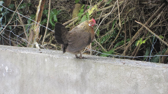 Spotting Image 1