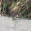 Bantam chicken