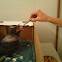 Crow