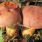 Bolete