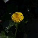 Common Dandelion