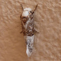 Trichophaga robinsoni