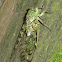 Jade green Cicada