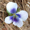 Confederate Violet