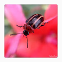 Three-lined Potato Beetle