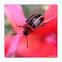 Three-lined Potato Beetle