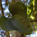 Potato Vine