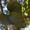 Potato Vine