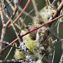 Bushtit