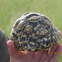 Leopard Tortoise