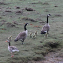 Canada Goose