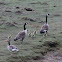 Canada Goose