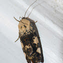 Exposed bird-dropping moth