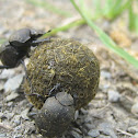 Escarabajo Pelotero - Dung beetle