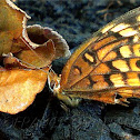 Variegated Fritillary