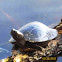 Western Pond Turtle
