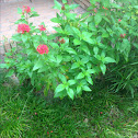 Pentas