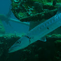 Great Barracuda