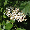 Yarrow