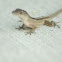 Lizzard