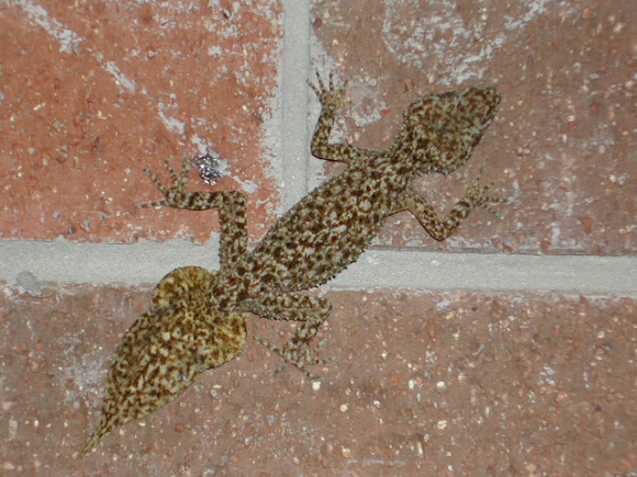 Spotting Image 1