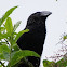 Smooth billed Ani