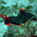 Nembrotha kubaryana