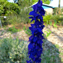 Larkspur?