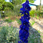 Larkspur?