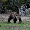 Grizzly  Bear
