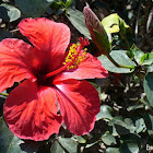 Hibiscus