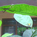spider