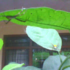 spider