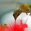 Beijaflor (Humming bird)